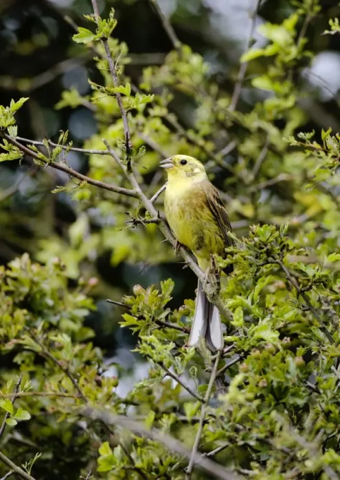 Framed Print : Yellowhammer - male - singing on territory - Oxon UK Framed Print : Yellowhammer - male - singing on territory - Oxon UK