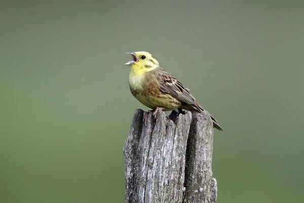 Yellowhammer - male singinging from post - Hessen- Germany