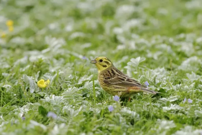 Framed Print : Yellowhammer - Male side view, feeding in meadow. Bedfordshire UK 006