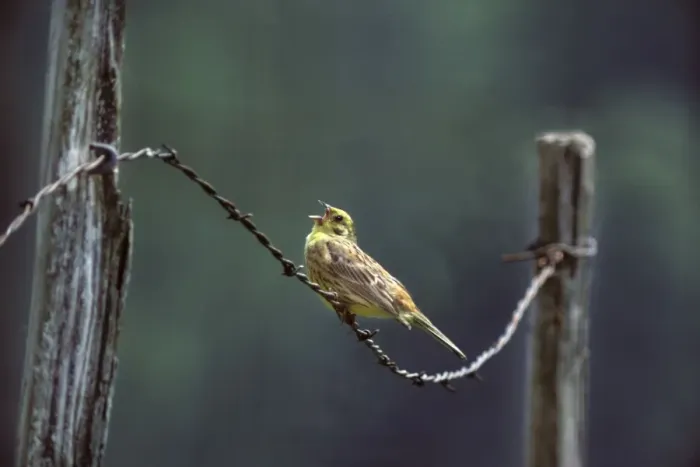 Framed Print : Yellowhammer - Singing on barbed wire France Framed Print : Yellowhammer - Singing on barbed wire France