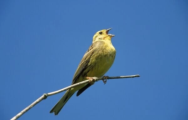 Yellowhammer - singing on branch