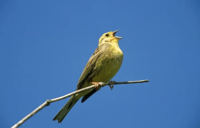 Framed Print : Yellowhammer - singing on branch Framed Print : Yellowhammer - singing on branch
