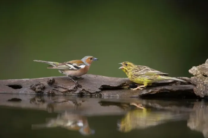 Framed Print : Yellowhammer - Threatening Chaffinch at drinking pool Emberiza citrinella & Fringilla coeleb Hungary BI016638 Framed Print : Yellowhammer - Threatening Chaffinch at drinking pool Emberiza citrinella & Fringilla coeleb Hungary BI016638