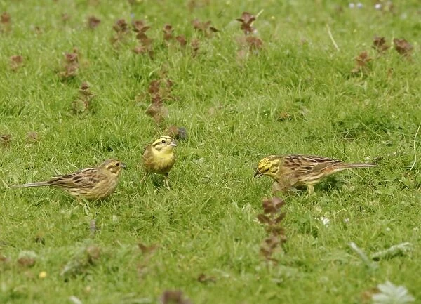 Yellowhammers - Group feeding in meadow. Bedfordshire UK 003
