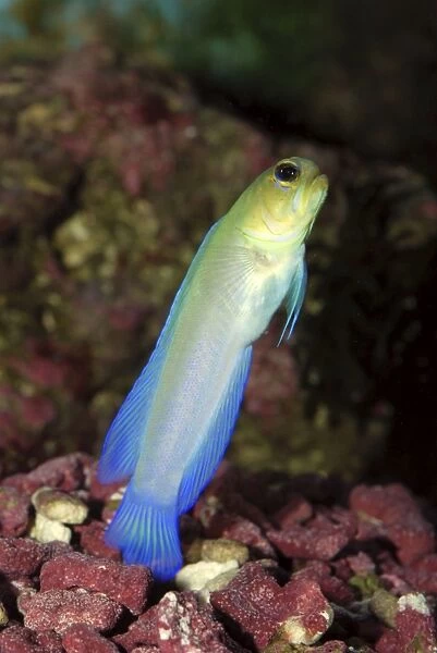 Yellowhead Jawfish- defending its burrow. Reefs in western central Atlantic, Florida, coast of south America