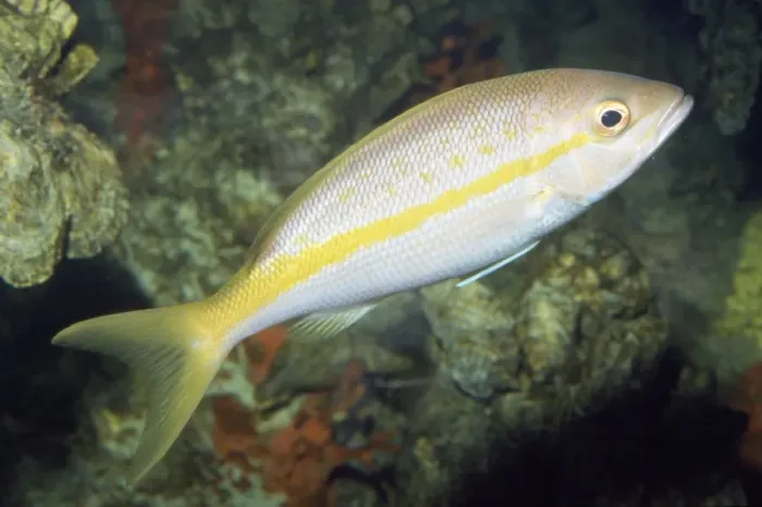 Framed Print : Yellowtail Snapper Bermuda to Brazil Framed Print : Yellowtail Snapper Bermuda to Brazil