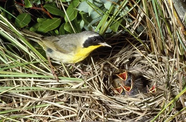 Yellowthroat - male at nest with young