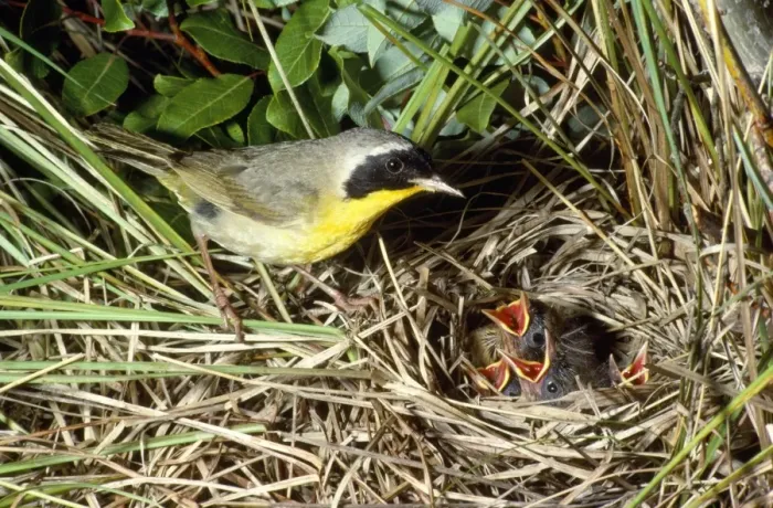 Framed Print : Yellowthroat - male at nest with young Framed Print : Yellowthroat - male at nest with young