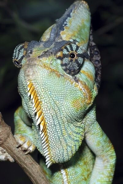 Yemen Chameleon- Yemen; shows eyes swivel independently