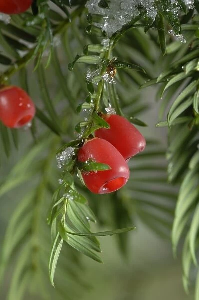 Yew with berries