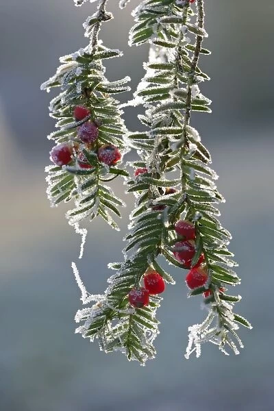 Yew – frost covered Bedfordshire UK 003844h