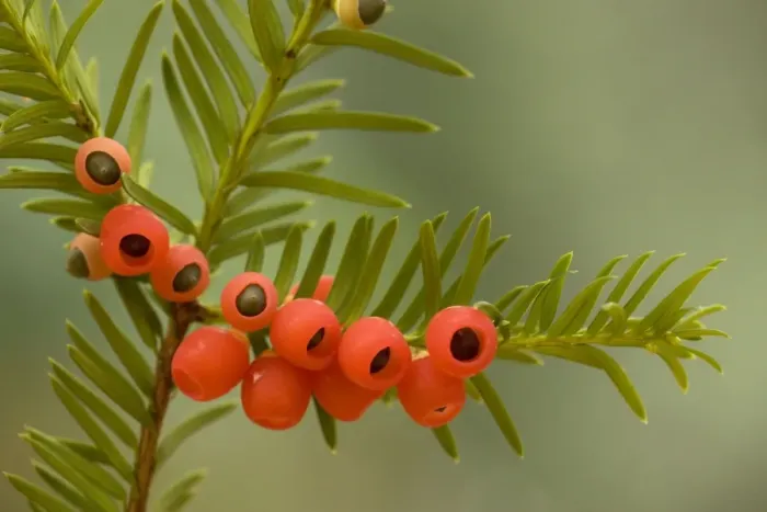 Framed Print : Yew tree in autumn, with ripe berries Framed Print : Yew tree in autumn, with ripe berries