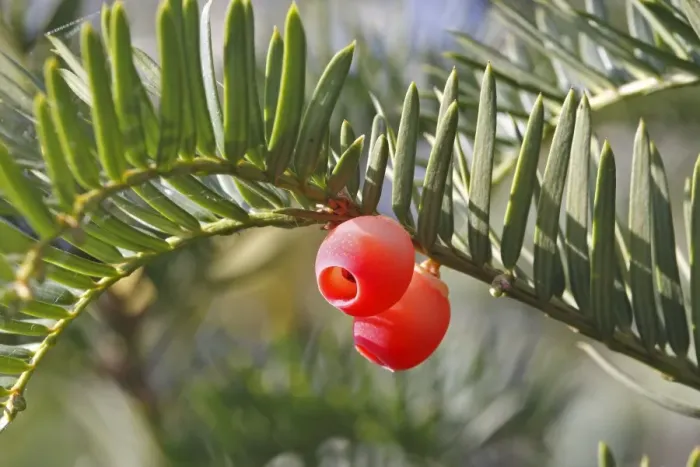 Framed Print : Yew tree - with fruit Framed Print : Yew tree - with fruit