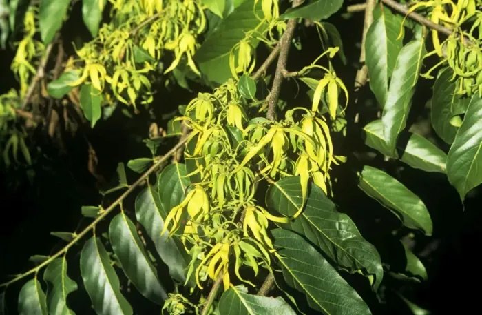 Framed Print : Ylang Ylang flowers Mayotte Island, Comoros, Indian Ocean Framed Print : Ylang Ylang flowers Mayotte Island, Comoros, Indian Ocean