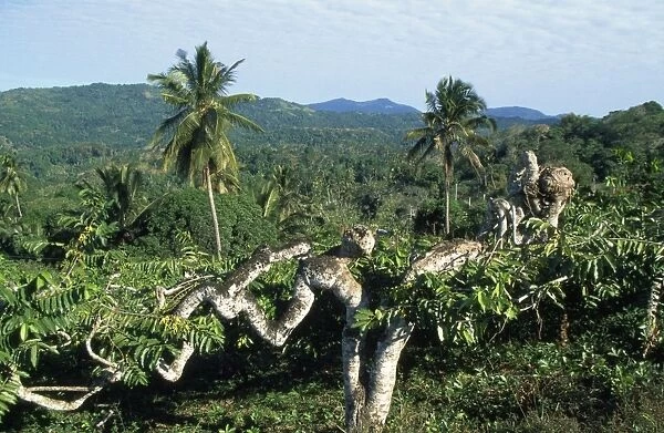 Ylang Ylang Mayotte Island Comoros Indian Ocean