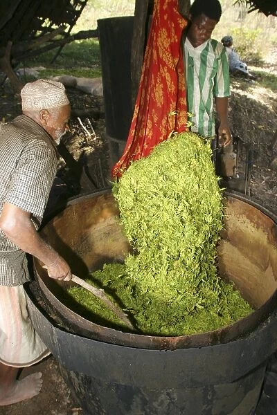 Ylang Ylang Tree - Distillation