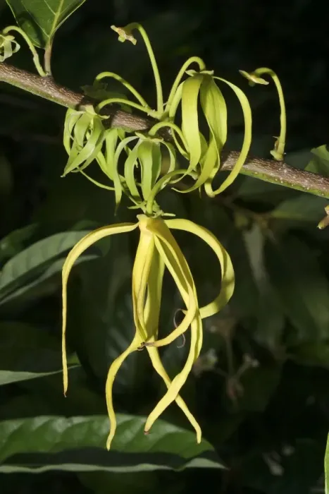 Framed Print : Ylang Ylang Tree - flower Framed Print : Ylang Ylang Tree - flower