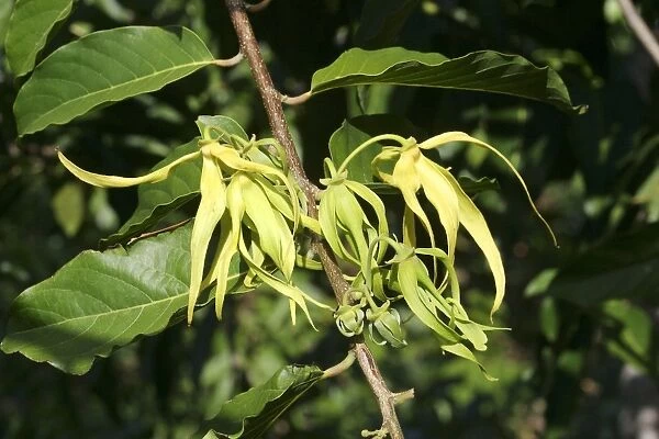 Ylang Ylang Tree - flowers