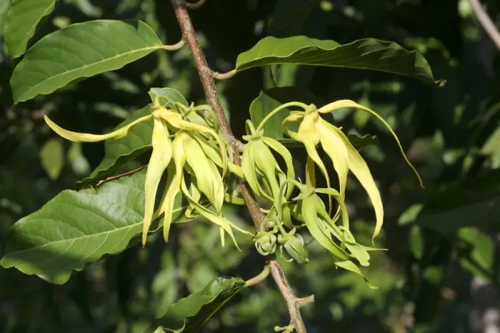 Framed Print : Ylang Ylang Tree - flowers Framed Print : Ylang Ylang Tree - flowers