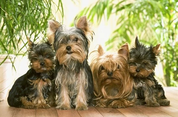 Yorkshire Terrier - adults with two puppies
