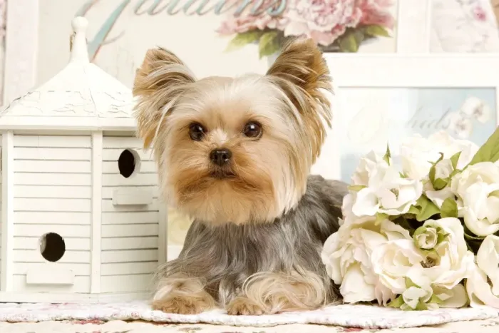 Framed Print : Yorkshire Terrier Dog Framed Print : Yorkshire Terrier Dog