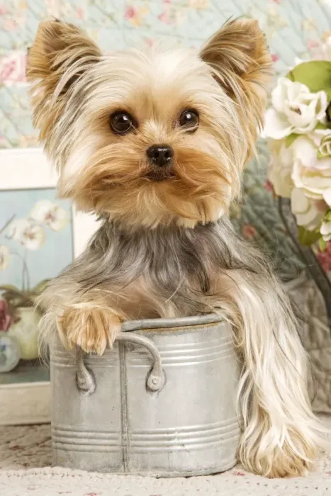 Framed Print : Yorkshire Terrier Dog Framed Print : Yorkshire Terrier Dog