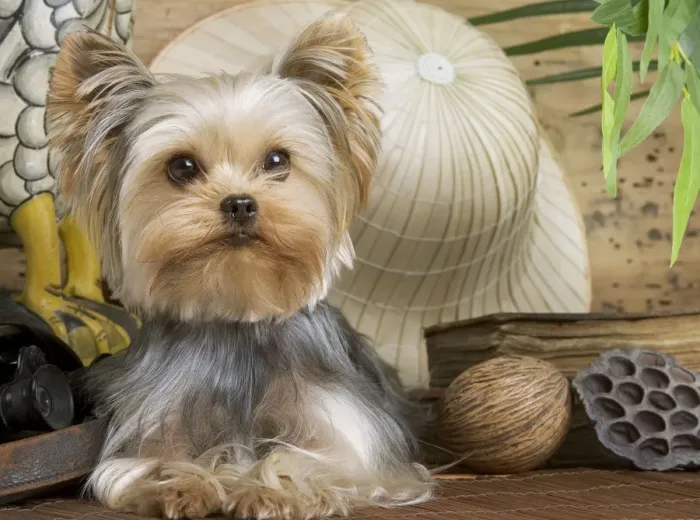 Framed Print : Yorkshire Terrier Dog Framed Print : Yorkshire Terrier Dog