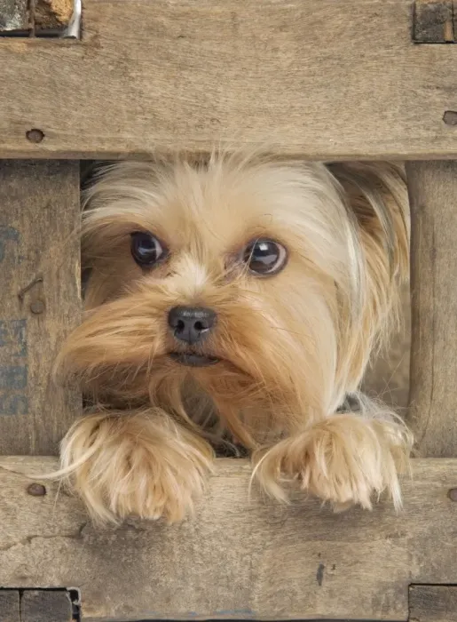 Framed Print : Yorkshire Terrier Dog Framed Print : Yorkshire Terrier Dog