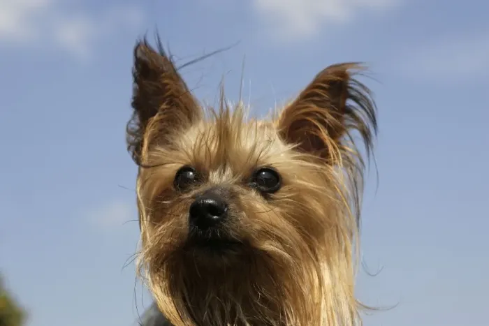 Framed Print : Yorkshire Terrier Dog Framed Print : Yorkshire Terrier Dog