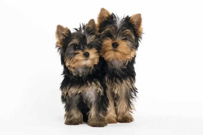 Framed Print : Yorkshire Terrier Dog