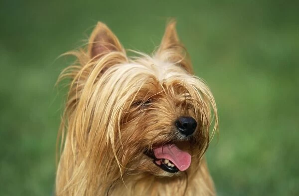 Yorkshire Terrier Dog Close-up of head