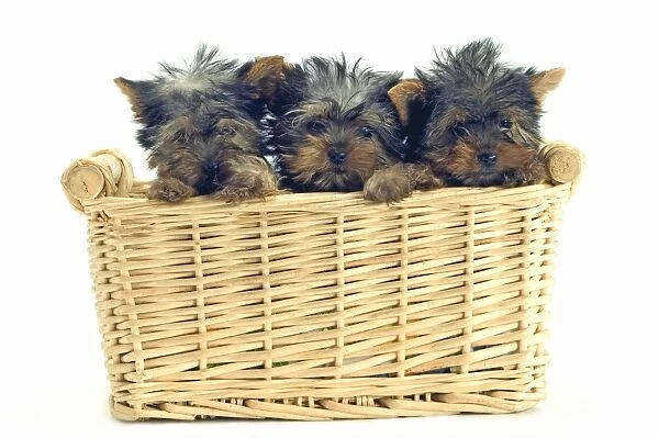 Yorkshire Terrier Dog - Puppies in basket