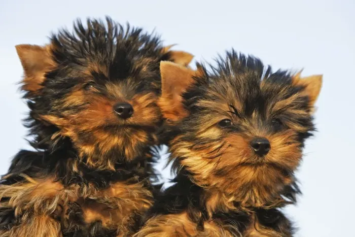 Framed Print : Yorkshire Terrier Dog - puppy Framed Print : Yorkshire Terrier Dog - puppy