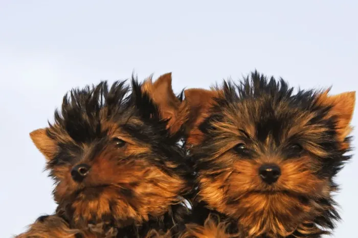 Framed Print : Yorkshire Terrier Dog - puppy Framed Print : Yorkshire Terrier Dog - puppy