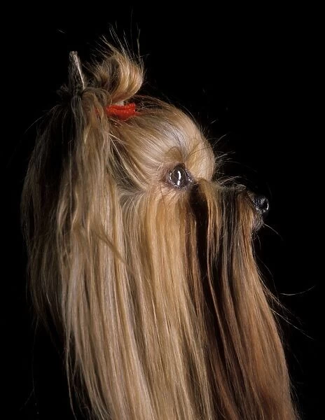 Yorkshire Terrier Dog - Side view