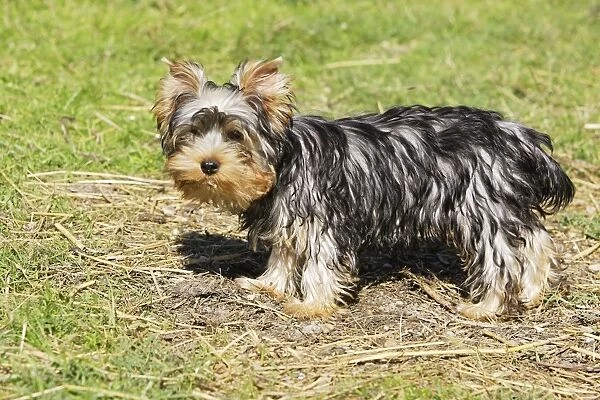 Yorkshire Terrier - puppy