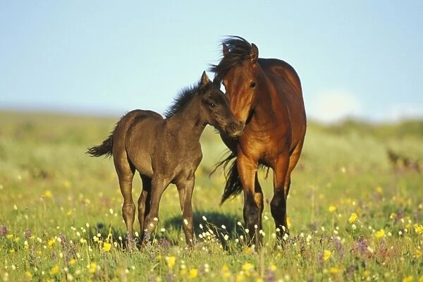 Young adolescent wild horse checks out this years colt in meadow of wildflowers