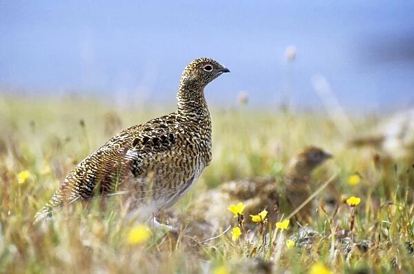 Young Alpine Ptarmigan on guard while others in a flock feed. A typical species in tundra near Dikson, Russian Arctic. Summer, August. Di32. 0293