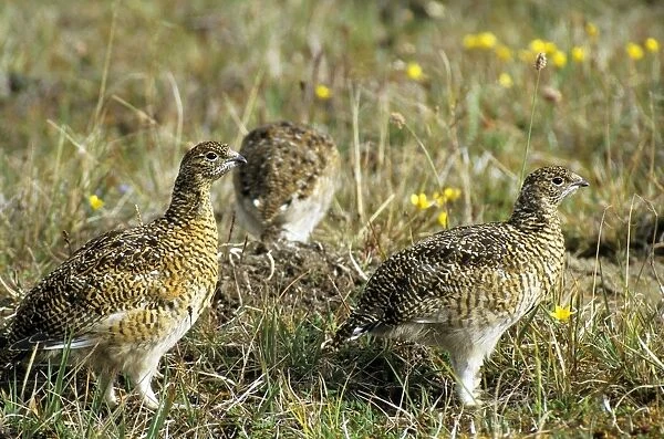 Young Alpine Ptarmigans on guard while others in a flock feed. A typical species in tundra near Dikson, Russian Arctic. Summer, August. Di32. 1202