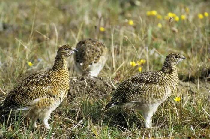 Framed Print : Young Alpine Ptarmigans on guard while others in a flock feed. A typical species in tundra near Dikson, Russian Arctic. Summer, August. Di32. 1202 Framed Print : Young Alpine Ptarmigans on guard while others in a flock feed. A typical species in tundra near Dikson, Russian Arctic. Summer, August. Di32. 1202