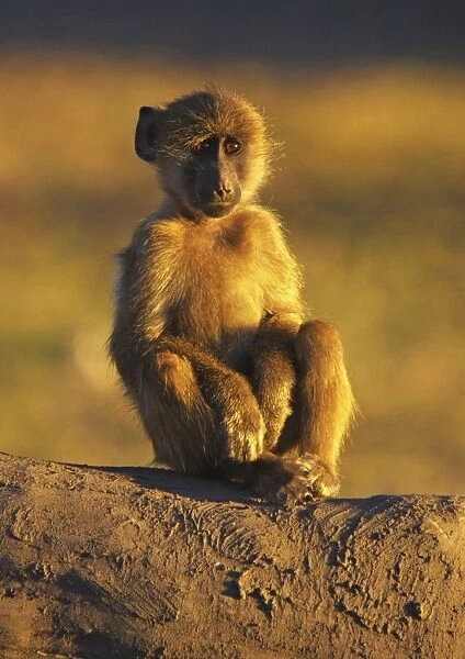 young baboon sitting, Chobe NP, Botswana