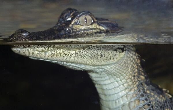 Young Caiman at the surface showing different refractive index above and below water