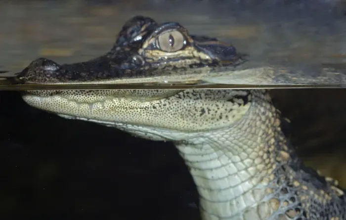 Framed Print : Young Caiman at the surface showing different refractive index above and below water Framed Print : Young Caiman at the surface showing different refractive index above and below water