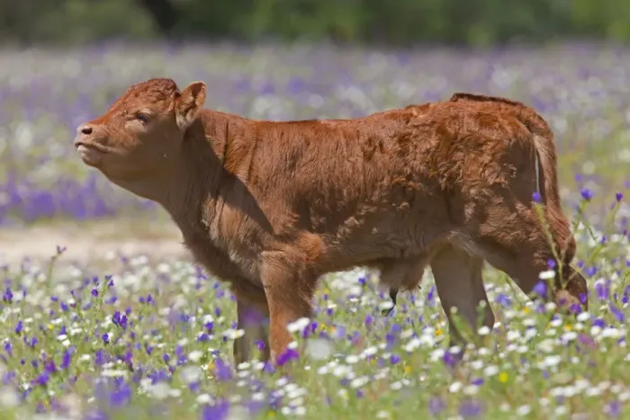 Framed Print : Young calf in a flower meadow - Southern Spain Framed Print : Young calf in a flower meadow - Southern Spain