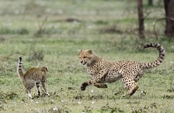 Young Cheetah - Fighting with a Wild Cat (Felis silvestris) - Serengeti - Tanzania - Africa