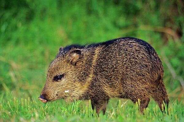 Young Collared Peccary  /  Javelina - American Southwest, USA. MX28