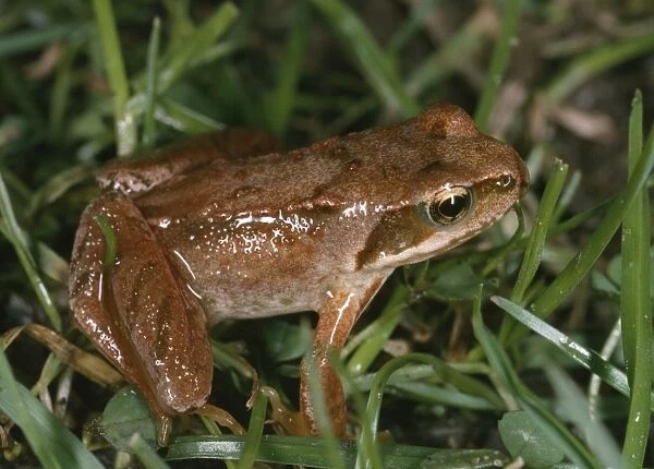 Young Common Frog - Showing reddish / red leg colouration. Probably 18 months old