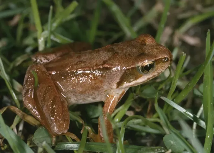 Framed Print : Young Common Frog - Showing reddish / red leg colouration. Probably 18 months old Framed Print : Young Common Frog - Showing reddish / red leg colouration. Probably 18 months old