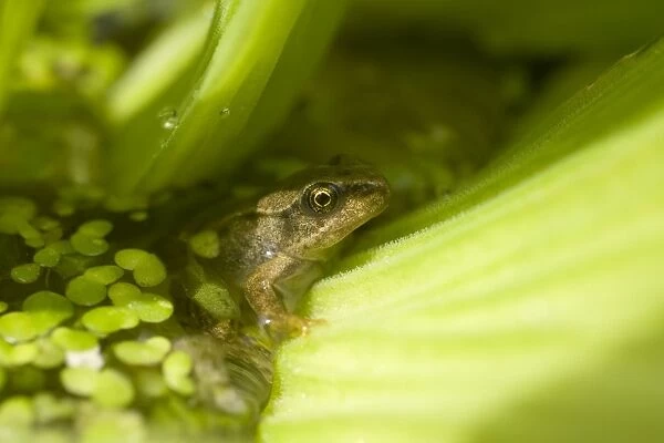 Young Common Frog. UK