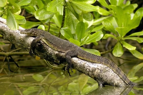 A young Common Monitor Lizard rests (sunbathing in order to raise the body-temperature) on a tree-trunk, fallen in a small stream in rainforest of Tioman Island, 30 km East off peninsula Malaysia in South China Sea; June. Ma39. 3779